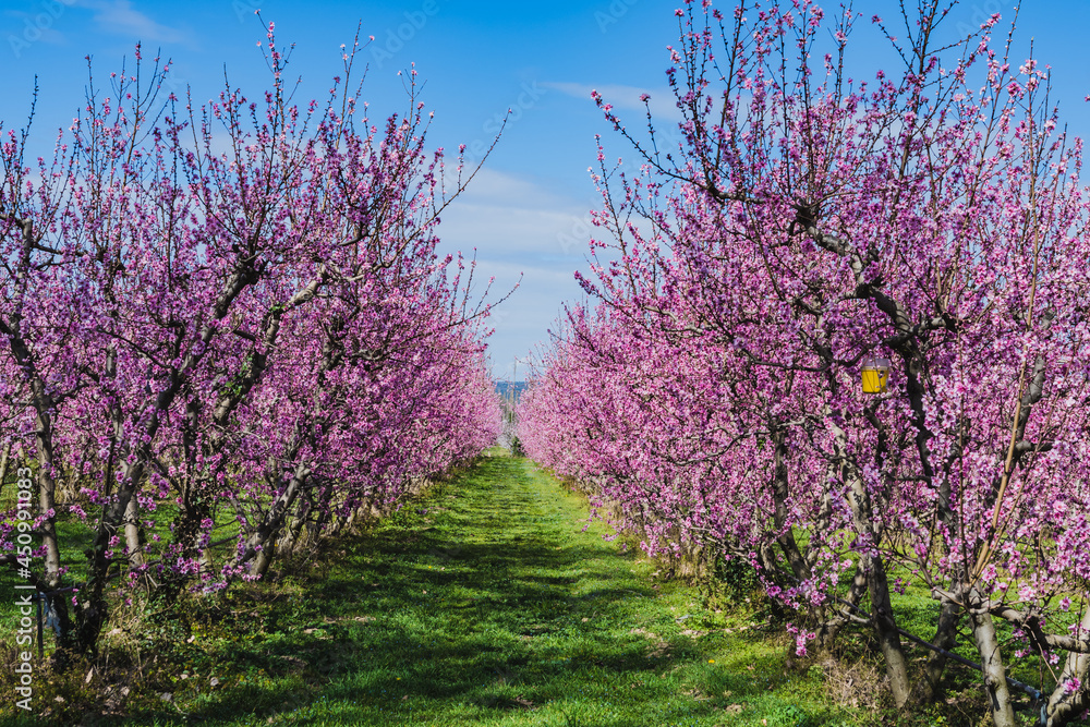 Bloosom fruit trees in the spring. Bloosom fruit trees in the spring.