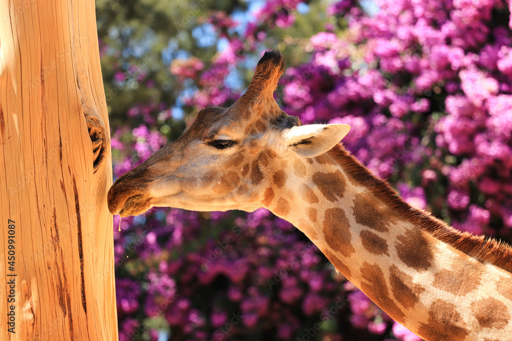 Obraz premium A head shot of a giraffe with vegetation in background