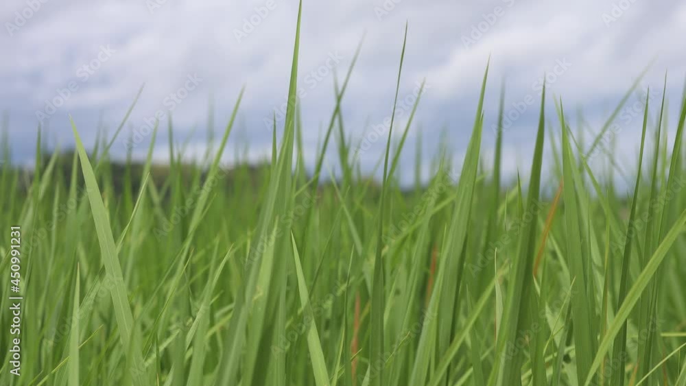 close-up view wind blowing green rice leaves on rice field for green nature background close-up view wind blowing green rice leaves on rice field for green nature background