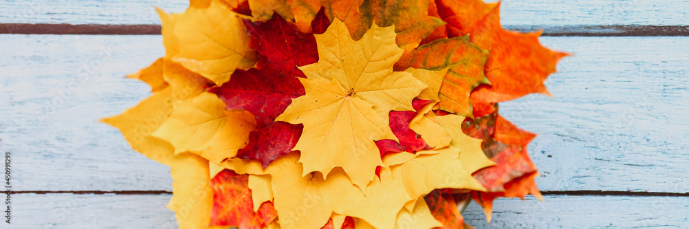 a bunch of red and yellow dry autumn maple leaves on a blue wooden background. banner a bunch of red and yellow dry autumn maple leaves on a blue wooden background. banner