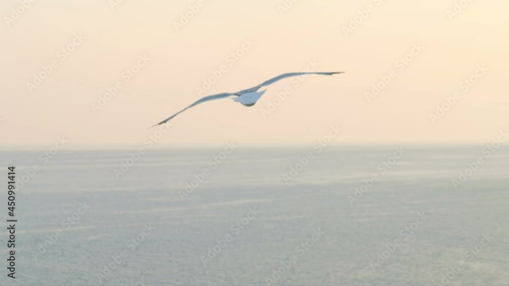 Seagull flies high above the sea, slow motion Seagull flies high above the sea, slow motion