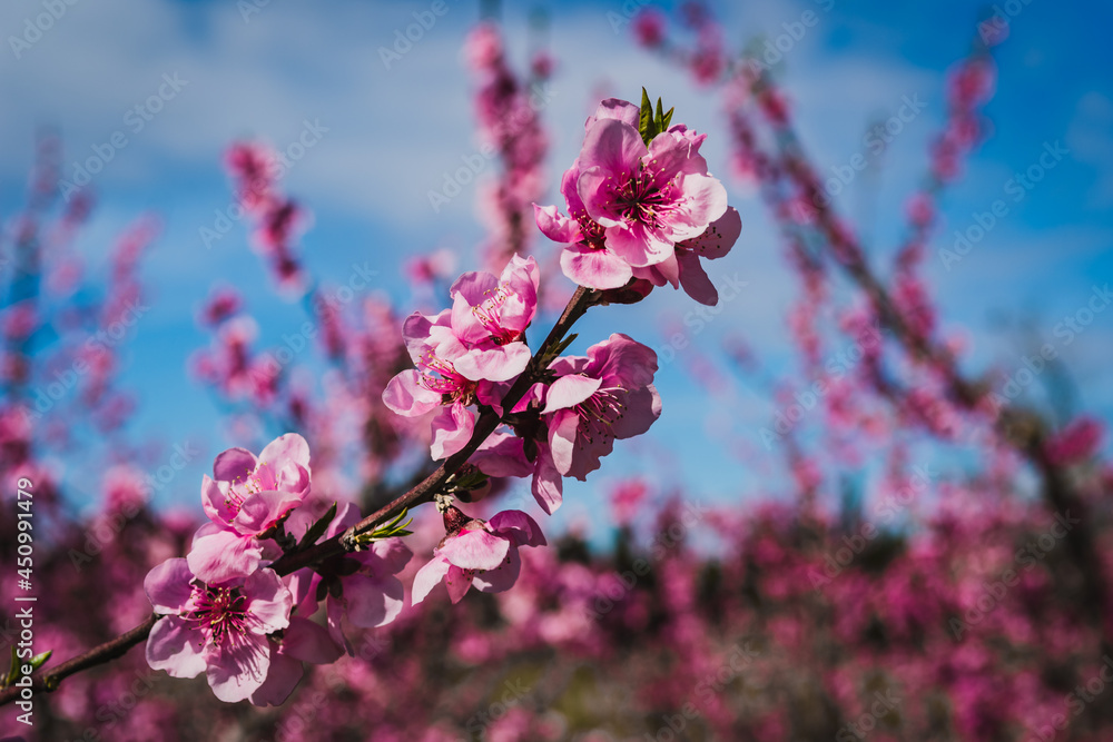 Blooming peach trees full of pink flowers. Blooming peach trees full of pink flowers.
