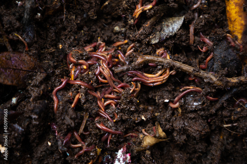 Close up, selective focus of earthworms in an earthworm farm.