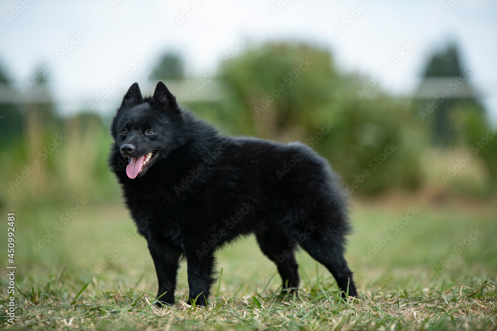 Schipperke dog standing full body photo. Dog Show. Black dog schipperke Schipperke dog standing full body photo. Dog Show. Black dog schipperke
