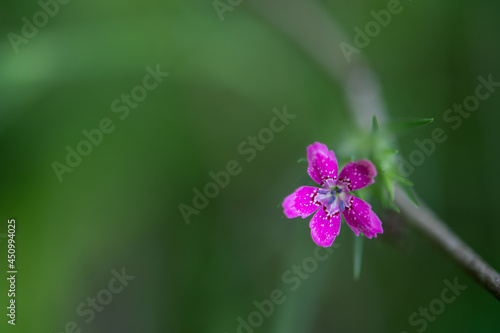 Deptford Pink wildflower closeup photo