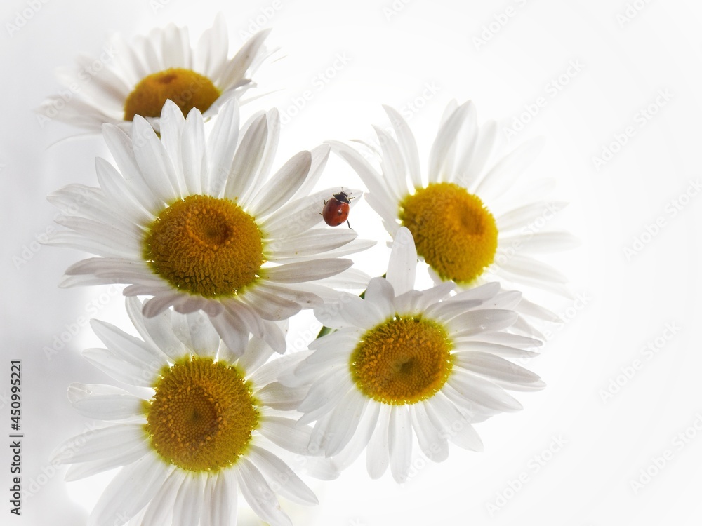 Obraz premium daisies and ladybug in white background
