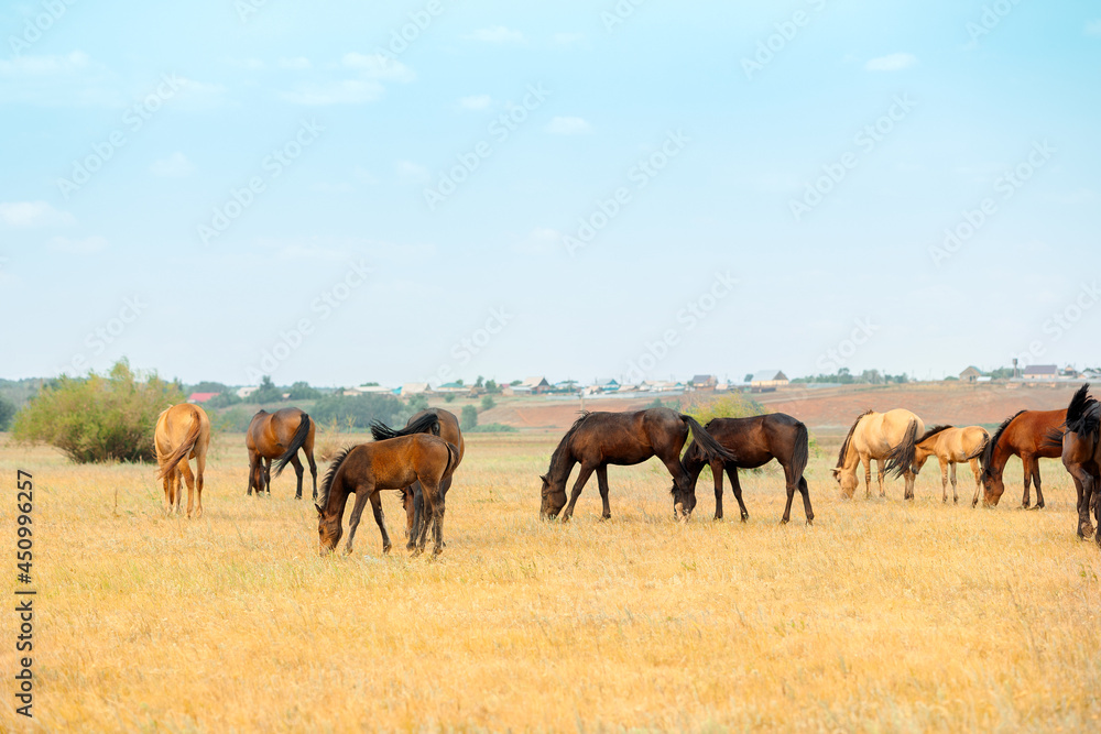 Herd of horses with foals graze in meadow. Countryside landscape of horses eat grass in field on hot summer day.