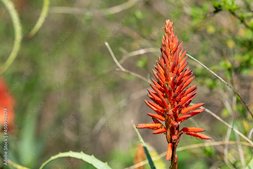 Blossoming thrickets of a herb Aloe Vera Blossoming thrickets of a herb Aloe Vera