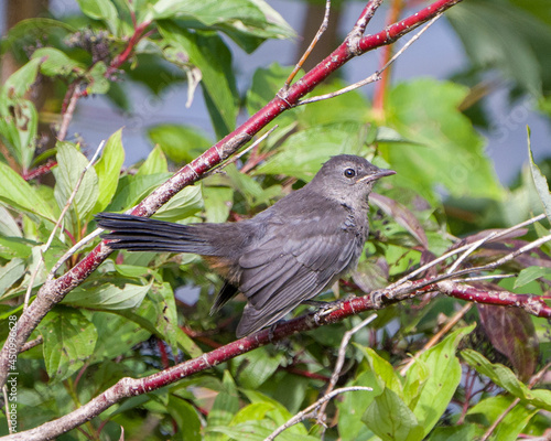 Gray Catbird Stock Photo and Image. Perched on a branch with green leaves blur background displaying gray feather, spread tail, wings, plumage in its environment and habitat surrounding .. photo