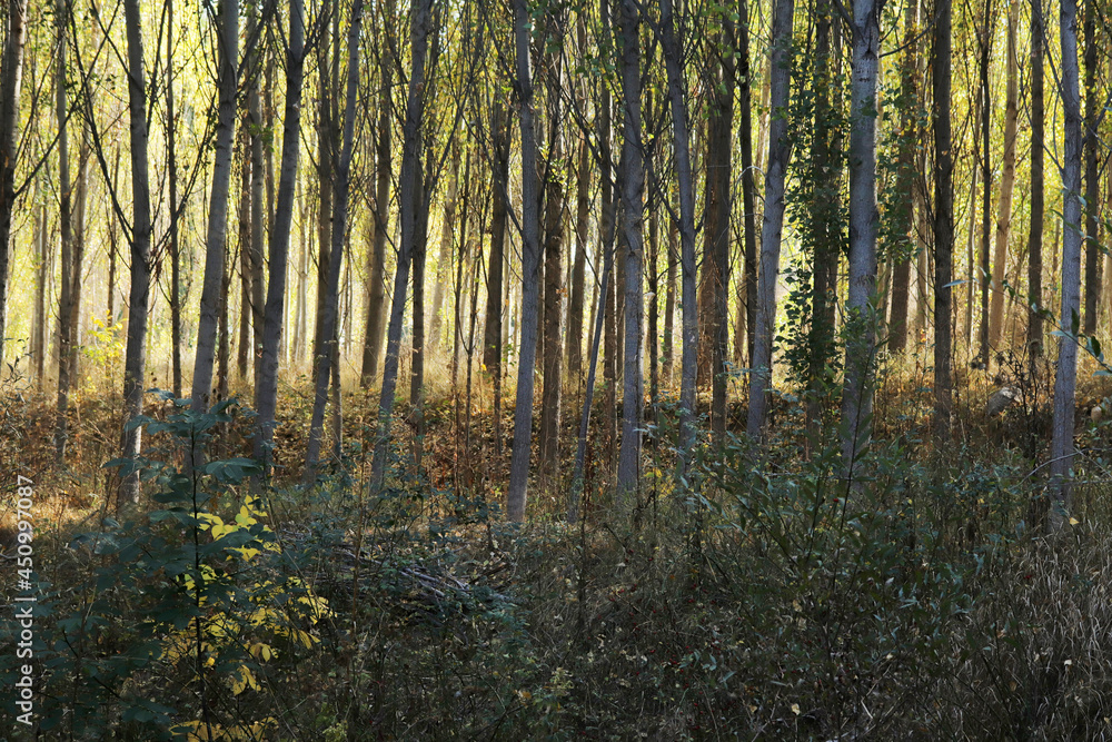 Poplar trees in autumn. Tree background. Poplar trees in autumn. Tree background.