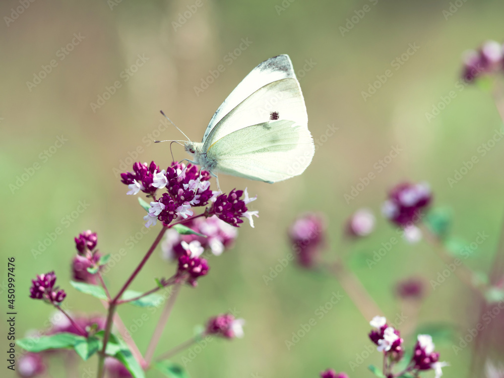 Naklejka premium Motyl Latolistek Cytrynek - Butterfly Gonepteryx rhamni