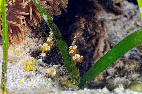 A picture of an Ambon shrimp