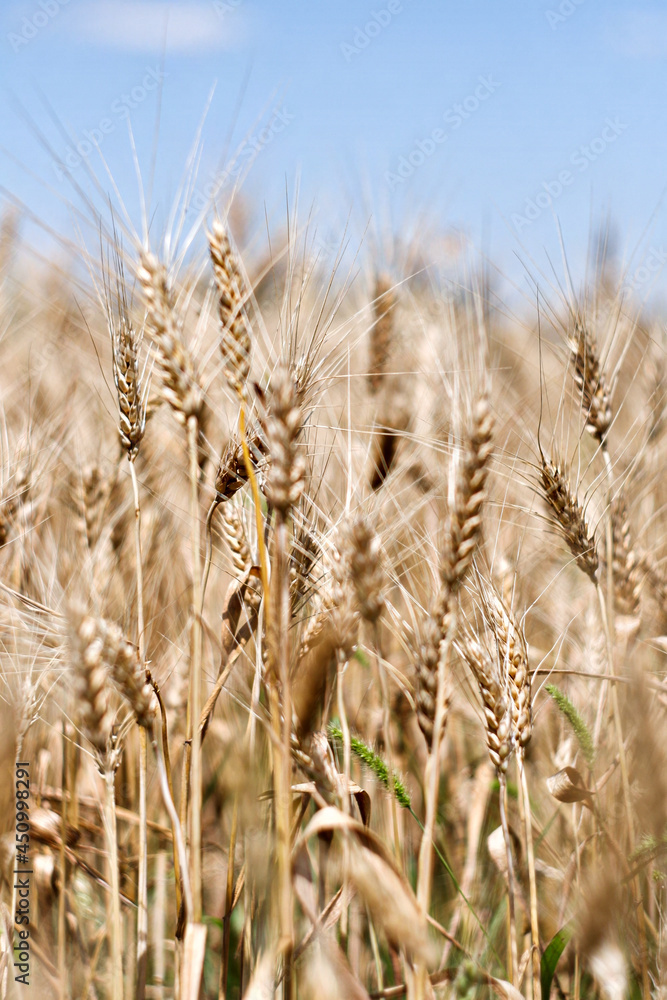 Wheat field and sky. Beautiful nature. Plants of life. Wheat field and sky. Beautiful nature. Plants of life.