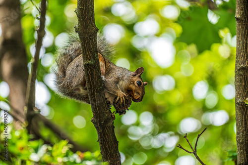 Fototapeta Naklejka Na Ścianę i Meble -  squirrel on tree