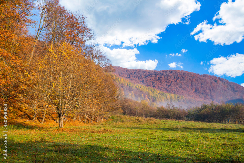 Naklejka premium autumn forest landscape with trees with yellow leaves.