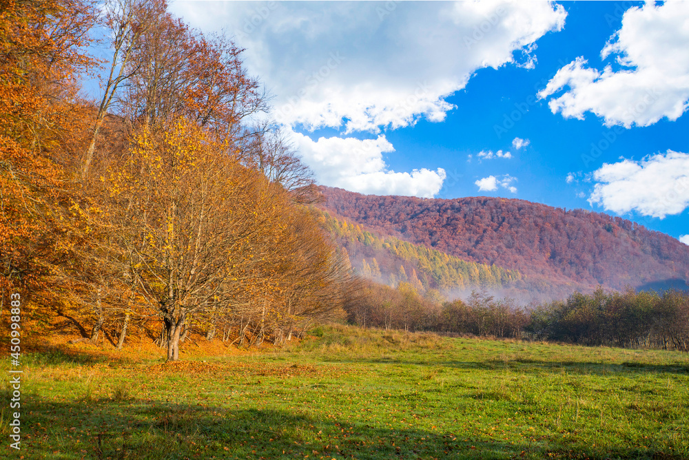 autumn forest landscape with trees with yellow leaves.