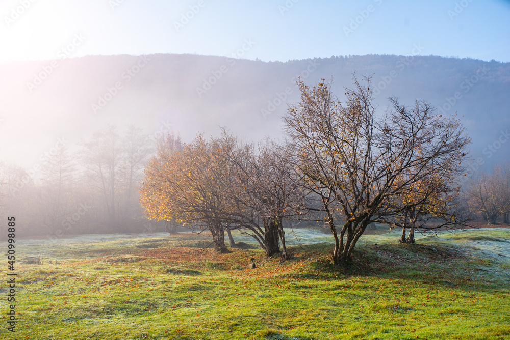 autumn forest landscape with trees with yellow leaves. autumn forest landscape with trees with yellow leaves.
