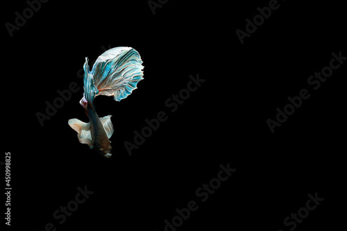 beautiful betta fish on black background,Halfmoon betta on a black background