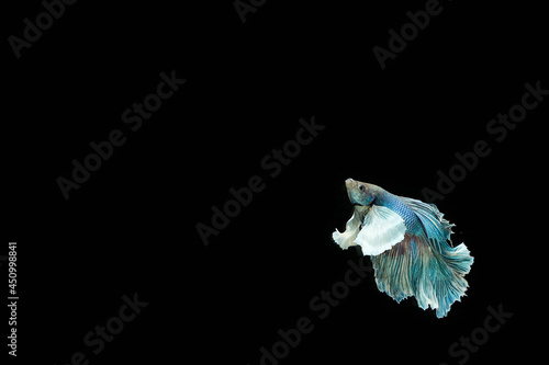 beautiful betta fish on black background,Halfmoon betta on a black background