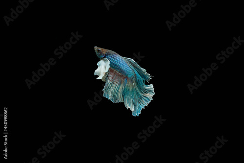 beautiful betta fish on black background,Halfmoon betta on a black background