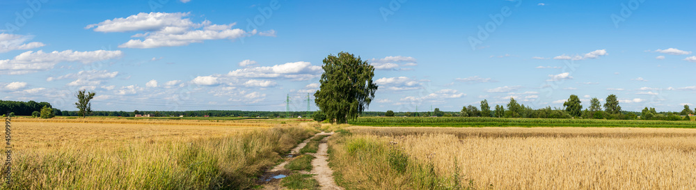 farmland on a beautiful sunny day against the background of blue sky