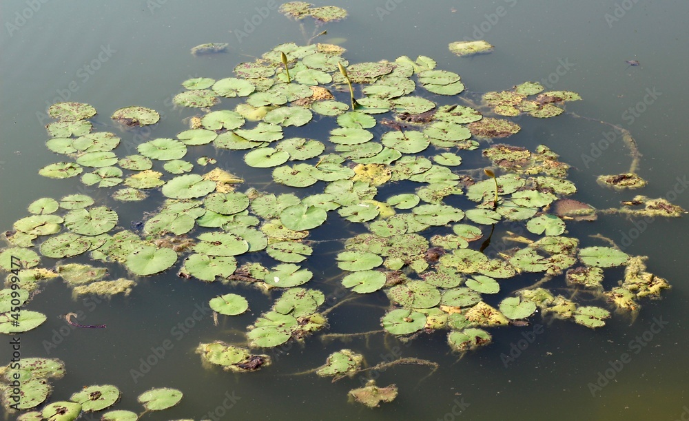 The lily pads floating on the water surface. The lily pads floating on the water surface.