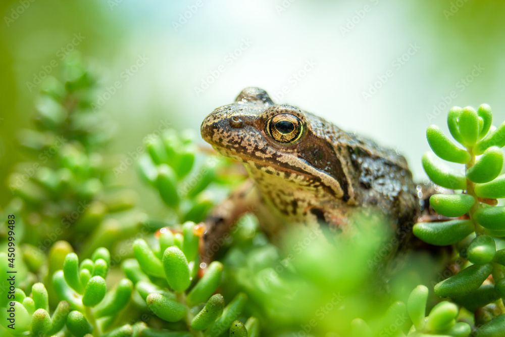 A brown frog sitting in green plants A brown frog sitting in green plants