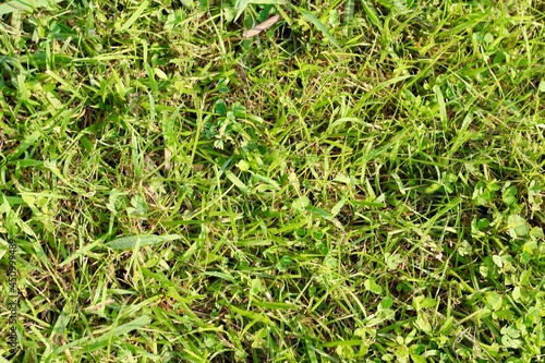 A close view of the green grass texture surface.