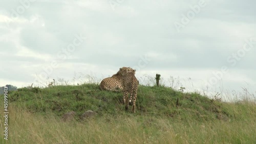 Cheetah (Acinonyx jubatus)  on hill top photo