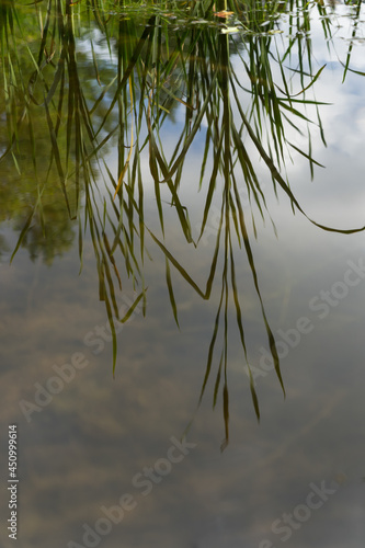 abstract reflection of reed leaves in calm water magical nature background