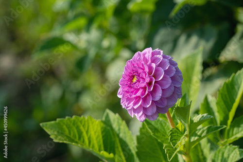 Lavender colored decorative dahlia (Dahlia). Copy space.