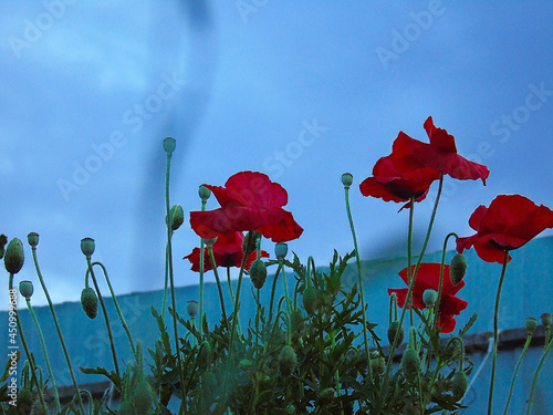 red poppies on a background of blue sky