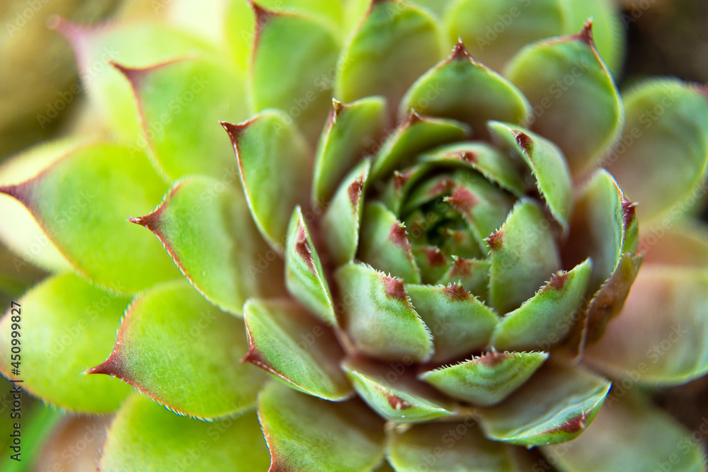 Sempervivum tectorum plant on rockery, top view Sempervivum tectorum plant on rockery, top view