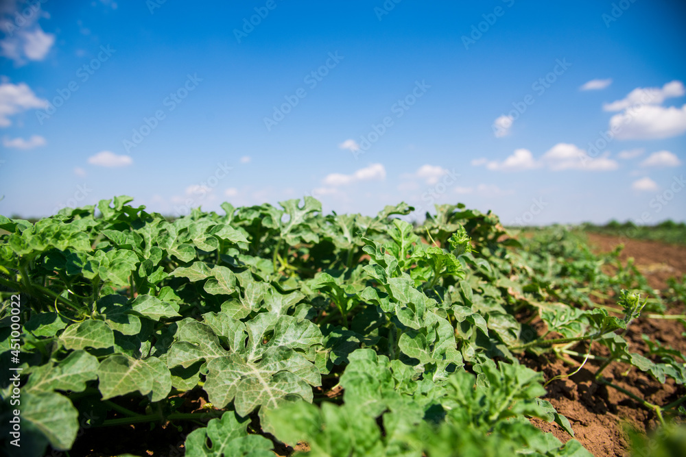Huge watermelon field in spring with young green shoots and watermelons flowers