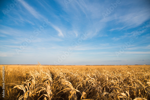Corn in the field © SGr