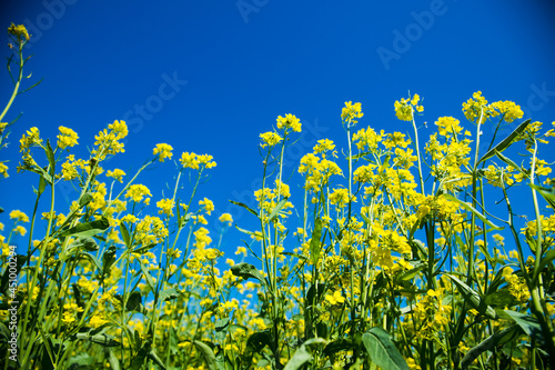 Mustard flower field yellow colors a lovely summer day