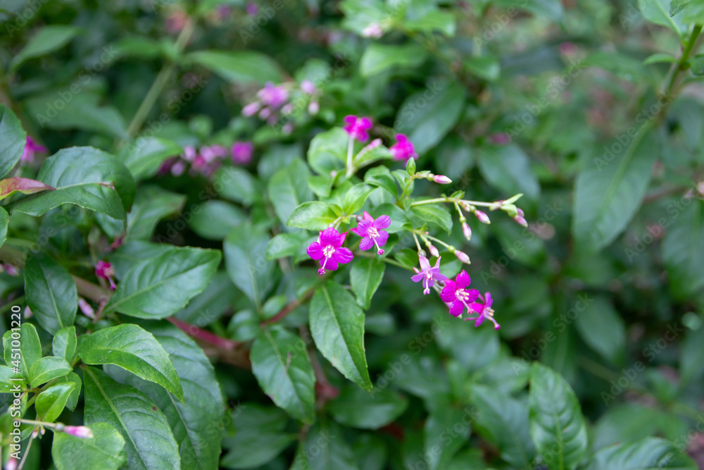 Fuchsia Trientje pink flowers and green leaves