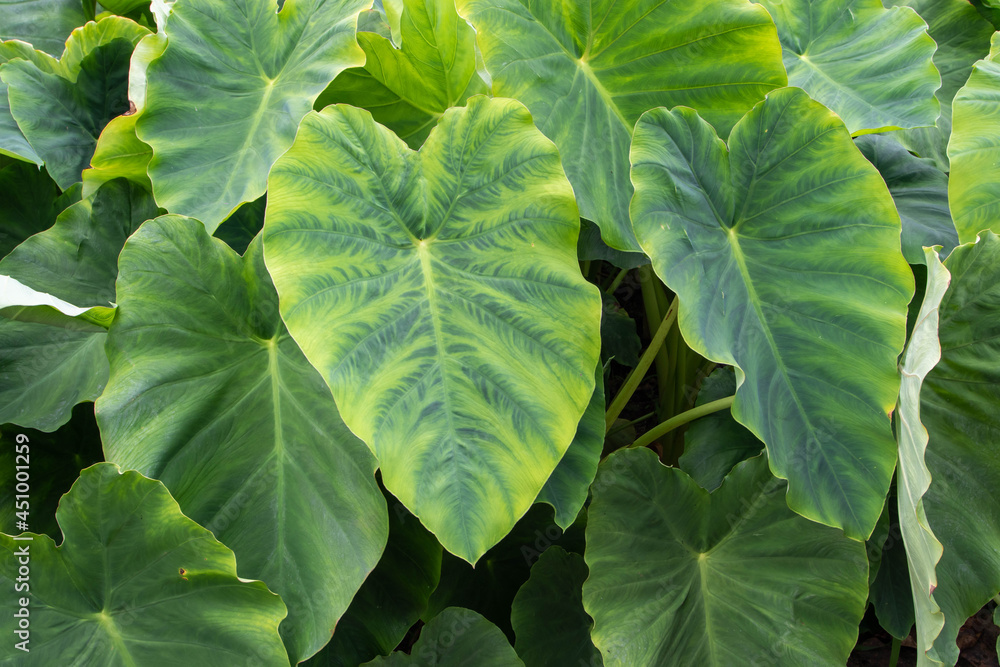 Colocasia esculenta or taro or kalo tropical edible plant leaves foto de  Stock | Adobe Stock
