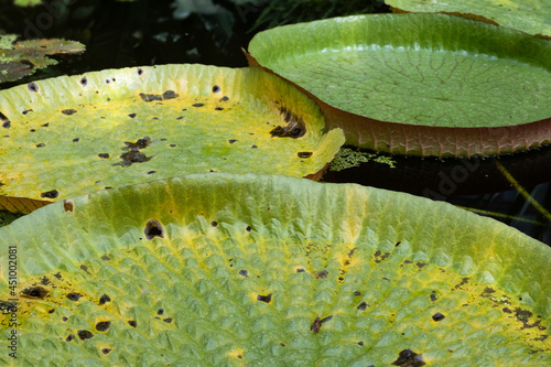 Giant tropical waterlily pads of the Victoria cruziana or Santa Cruz water lily mirrored in water in the Hortus Botanicus Lovaniensis in Leuven, Belgium. Focus on the lily in front photo