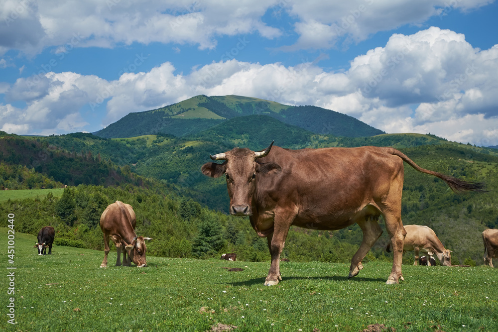 Cows graze in a mountain pasture. The animal looks closely at the viewer. Behind you can see a high mountain and a cloudy sky