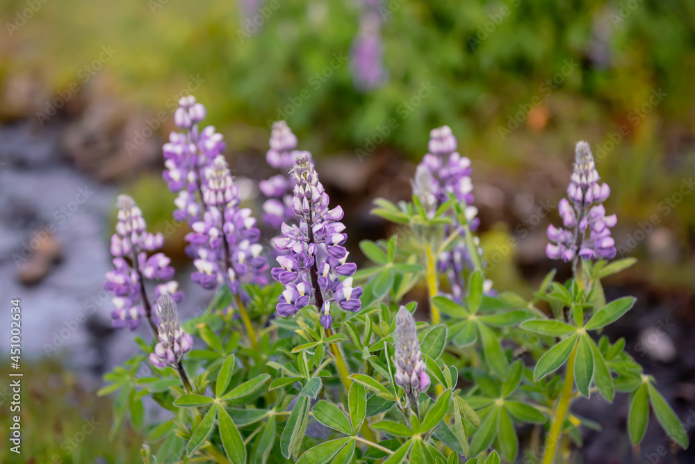 Obraz premium Lupine flowers in Iceland