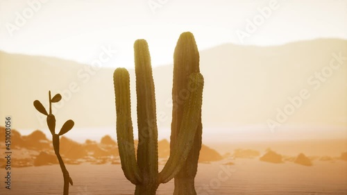 Arizona desert sunset with giant saguaro cactus photo
