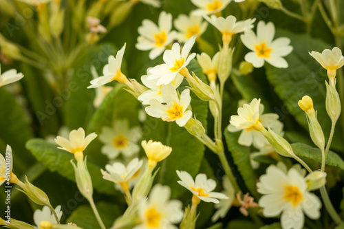Primrose primula flowers among the plants in the garden. Small depth of field