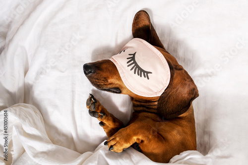 An adult red-haired dachshund is resting in a white bed and wearing pink glasses for sleeping.