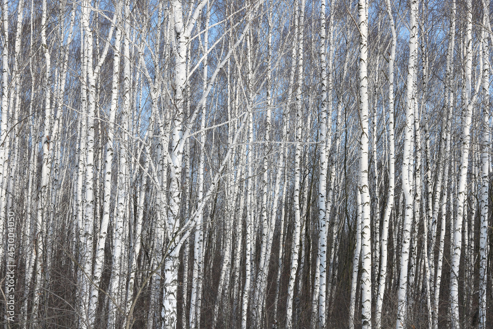 Fototapeta premium Young birches with black and white birch bark in winter in birch grove against background of other birches