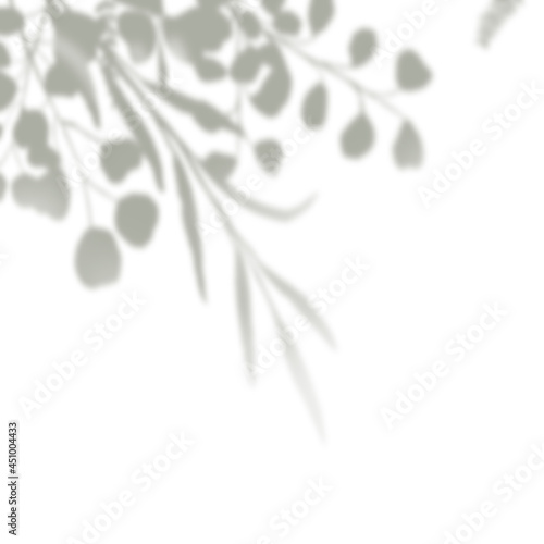 Abstract shadow overlay black and white. Eucalyptus plant foliage.