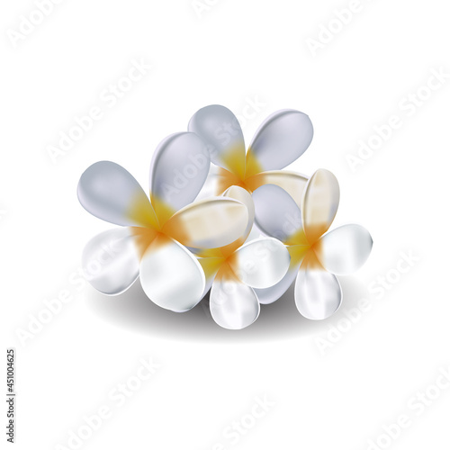 frangipani flower isolated on white 3d design realistic