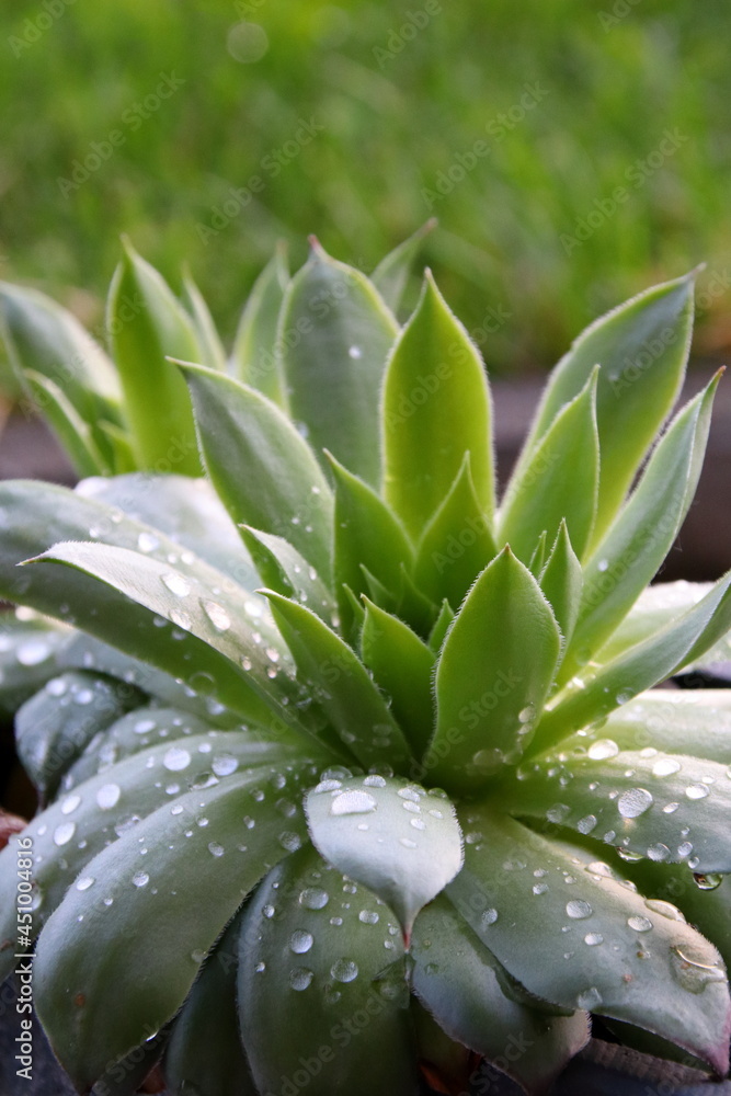 Wassertropfen auf einer Terassenpflanze Wassertropfen auf einer Terassenpflanze