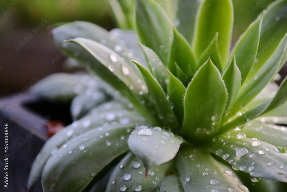 Wassertropfen auf einer Terassenpflanze Wassertropfen auf einer Terassenpflanze