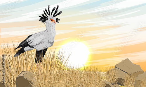 The secretary bird Sagittarius serpentarius stands in a dry African savanna with tall grass and stones. Wild birds of Africa. Realistic vector landscape